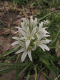 Ornithogalum bungei
